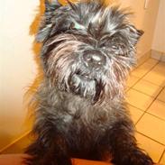 Cairn terrier Luna