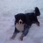 Berner sennenhund Simba 