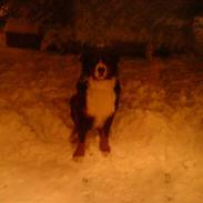 Berner sennenhund Simba 
