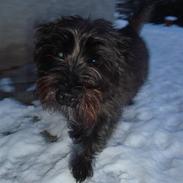 Cairn terrier Luna