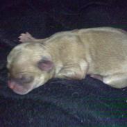 Chihuahua Fanta