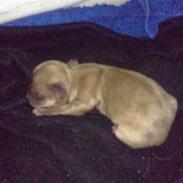 Chihuahua Fanta