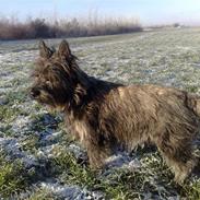 Cairn terrier sofus