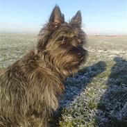 Cairn terrier sofus