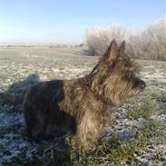 Cairn terrier sofus