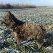 Cairn terrier sofus