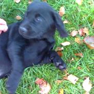 Labrador retriever Lucky