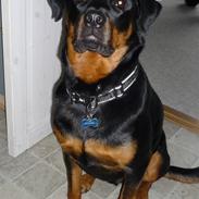 Rottweiler Bamse