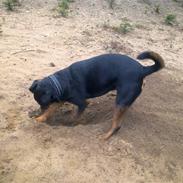 Rottweiler Bamse