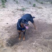 Rottweiler Bamse