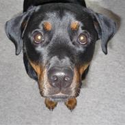 Rottweiler Bamse