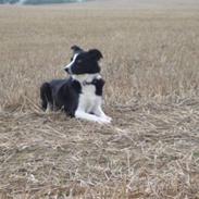 Border collie Fæhunden's Kimmi Kiyani