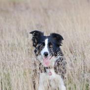 Border collie Fæhunden's Kimmi Kiyani