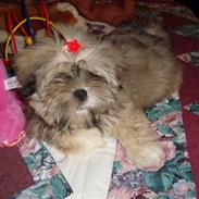 Lhasa apso Bianca