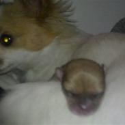 Chihuahua Fanta