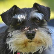 Dvaergschnauzer Gabbi