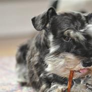 Dvaergschnauzer Gabbi