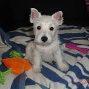 West highland white terrier Bellis