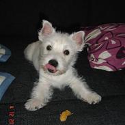 West highland white terrier Bellis