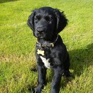 Blanding af racer Kenzo