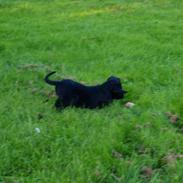 Blanding af racer Kenzo