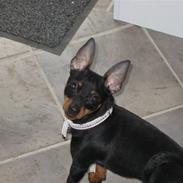 Dvaergpinscher coco