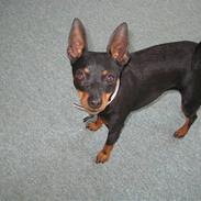 Dvaergpinscher coco