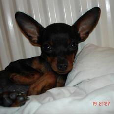 Prazsky krysarik Mickey