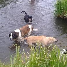 Berner sennenhund Bine
