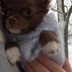 Chihuahua Anakin