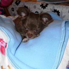 Chihuahua Anakin