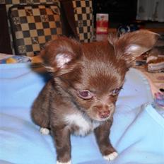 Chihuahua Anakin