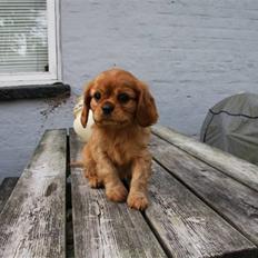 Cavalier king charles spaniel Bonnie