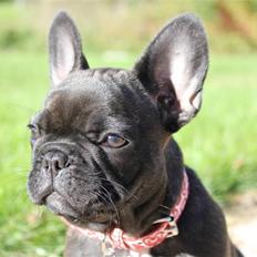 Fransk bulldog LouLou