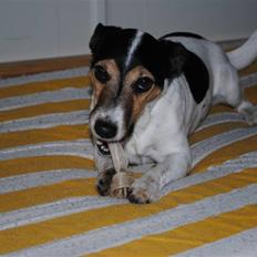 Jack russell terrier BELLA