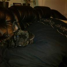 Blanding af racer Victoria R.I.P