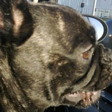 Blanding af racer Victoria R.I.P