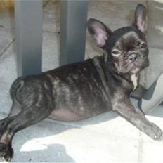 Fransk bulldog Emma