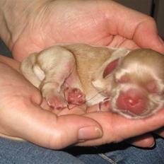 Amerikansk cocker spaniel Sunny