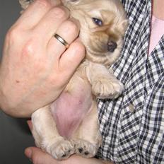 Amerikansk cocker spaniel Sunny