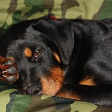 Rottweiler molly