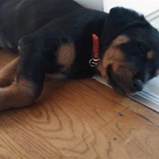 Rottweiler molly