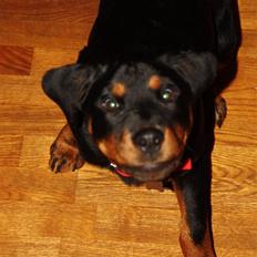Rottweiler molly