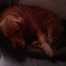 Golden retriever bobby