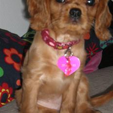 Cavalier king charles spaniel Dina - R.I.P.den 22/11-10