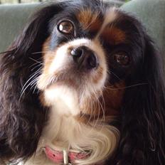 Cavalier king charles spaniel Fægge