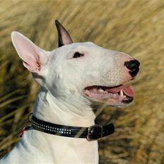 Bullterrier Lulu *himmelhund*