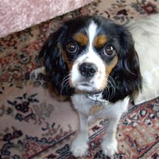 Cavalier king charles spaniel Fægge