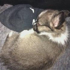 Chihuahua /Papillon Teddi