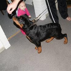 Rottweiler V. Hause Eisenguard Eike